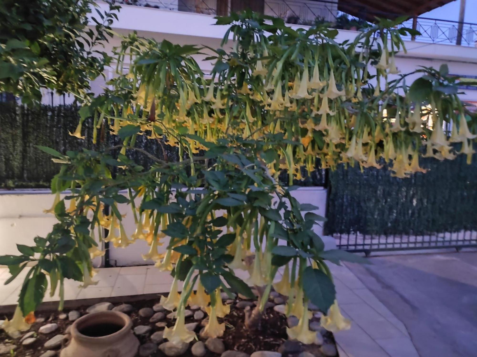 Dimitris Place Near Athens Airport Apartment *